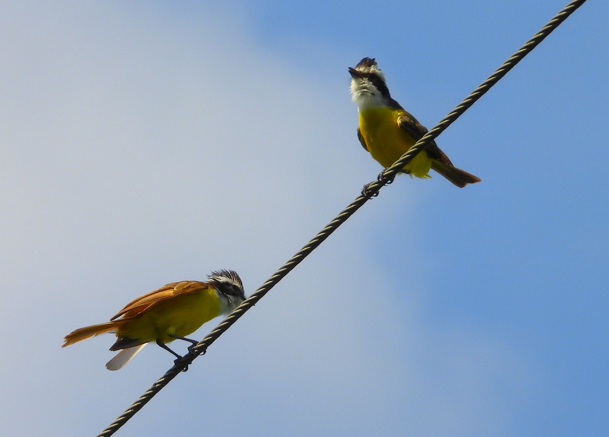 White-bearded Flycatcher - ML640504756