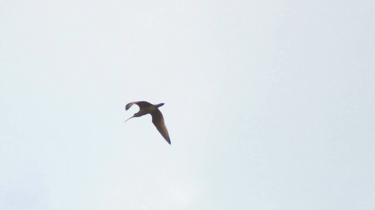 Long-billed Curlew - ML640504760