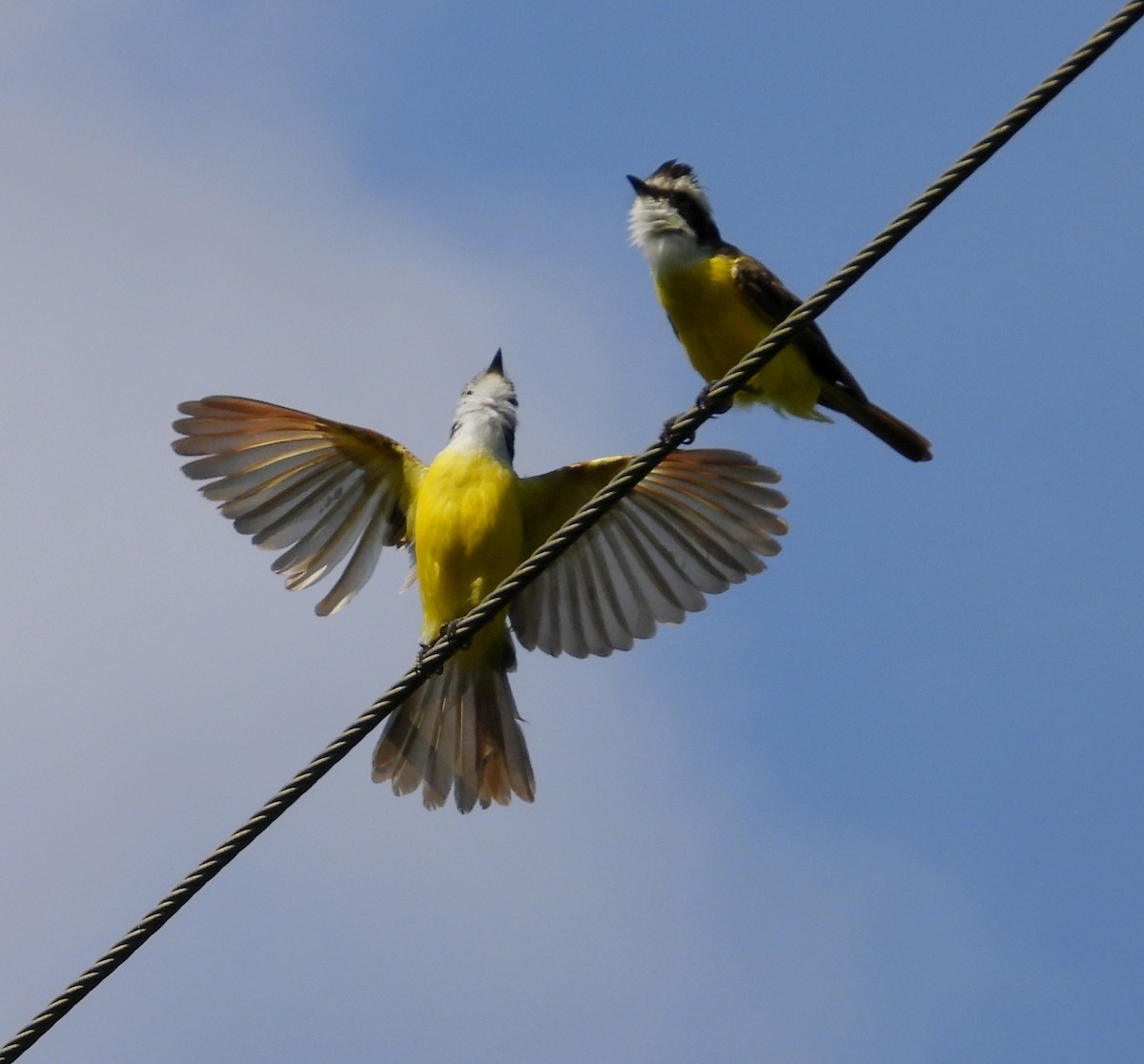 White-bearded Flycatcher - ML640504762