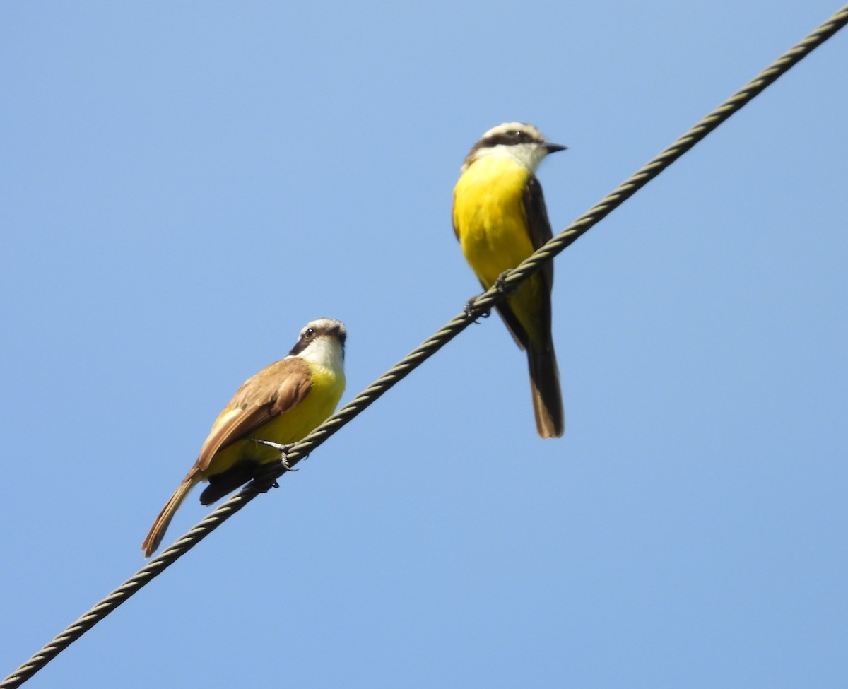 White-bearded Flycatcher - ML640504776