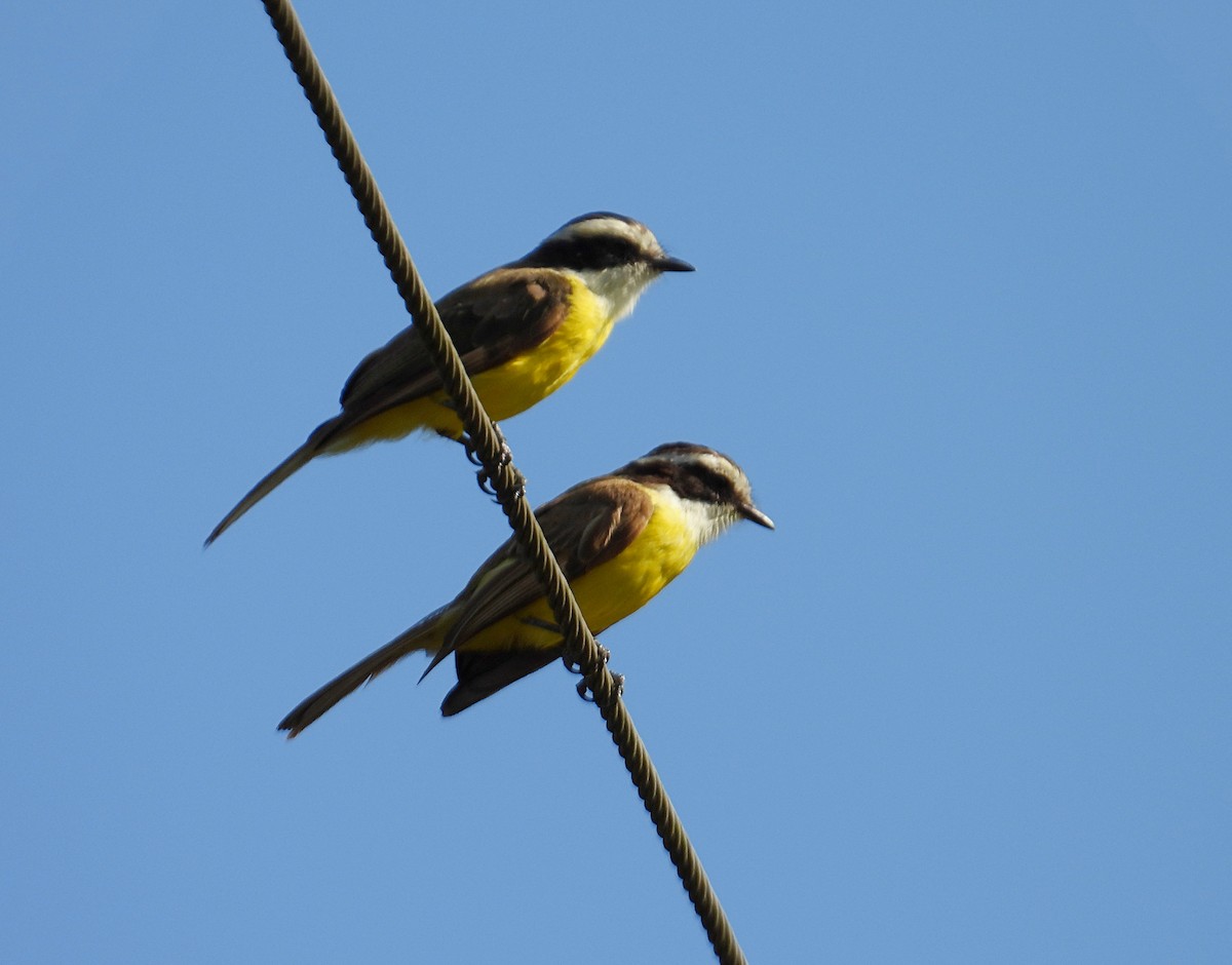 White-bearded Flycatcher - ML640504795