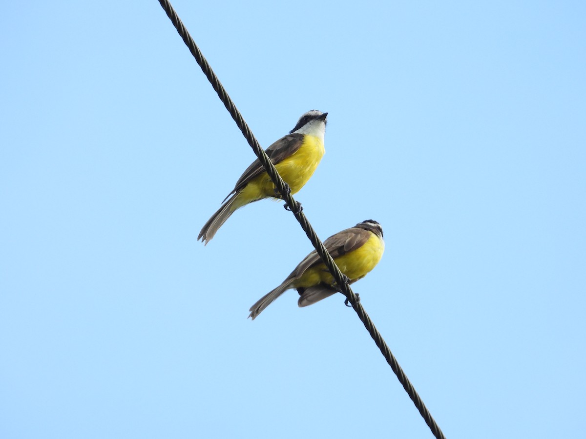 White-bearded Flycatcher - ML640504818