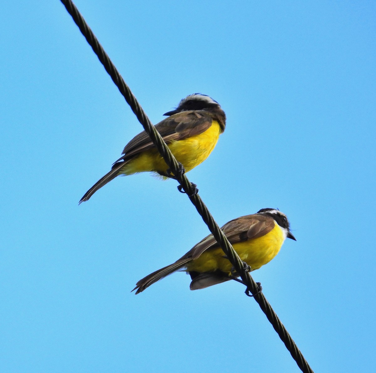 White-bearded Flycatcher - ML640504825