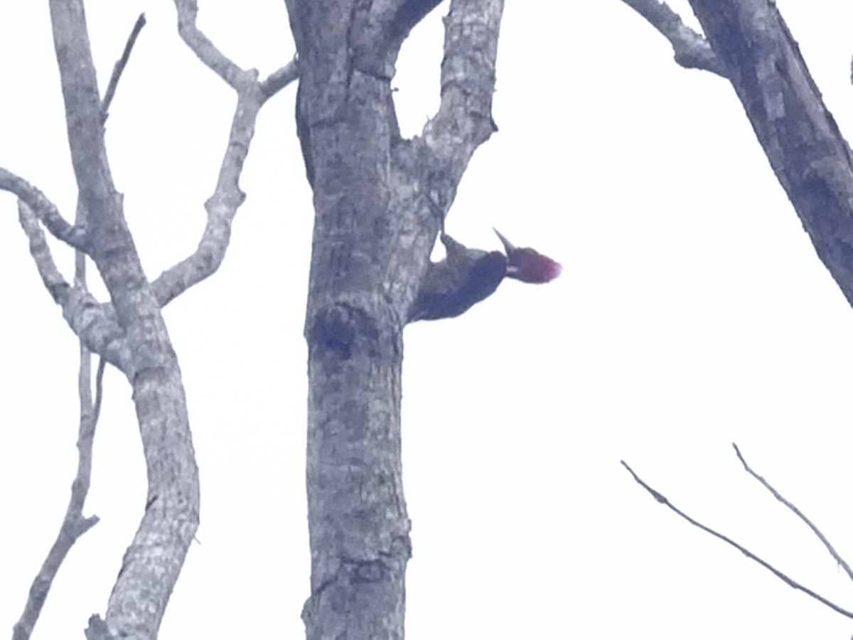 Lineated Woodpecker - ML640504884