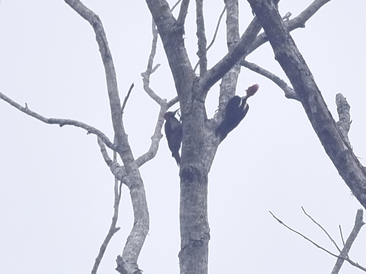 Lineated Woodpecker - ML640504885