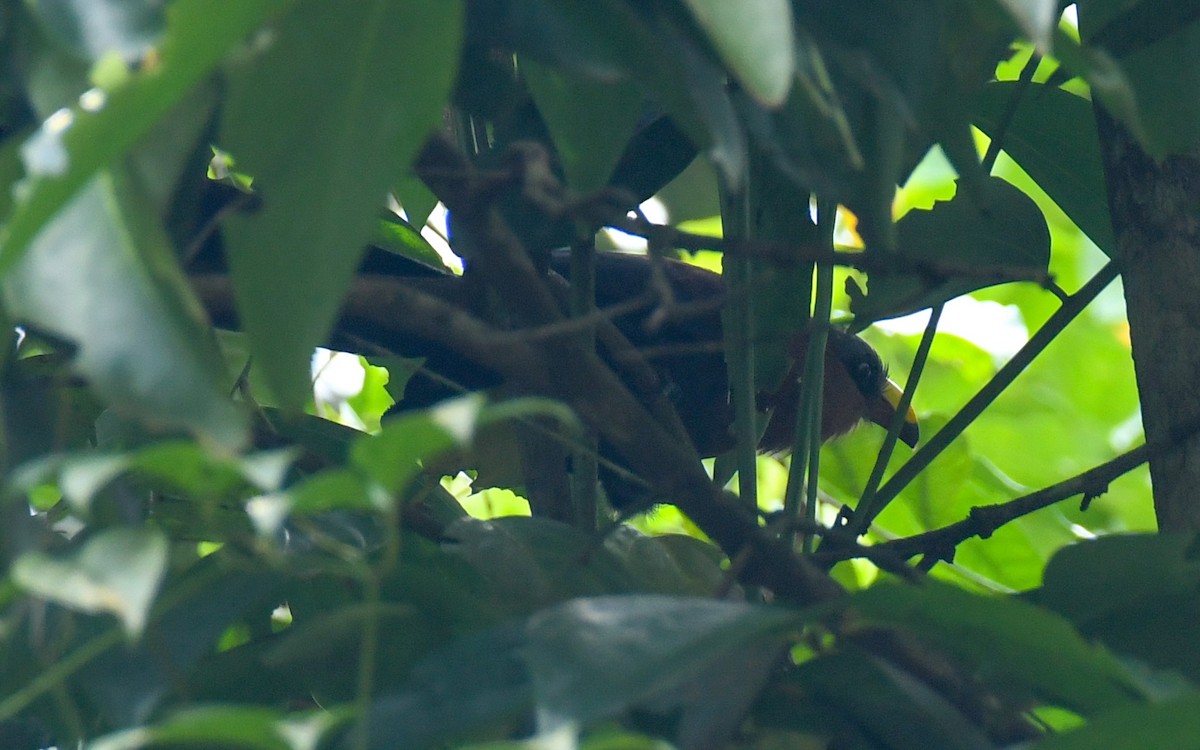 Yellow-billed Malkoha - ML640504908