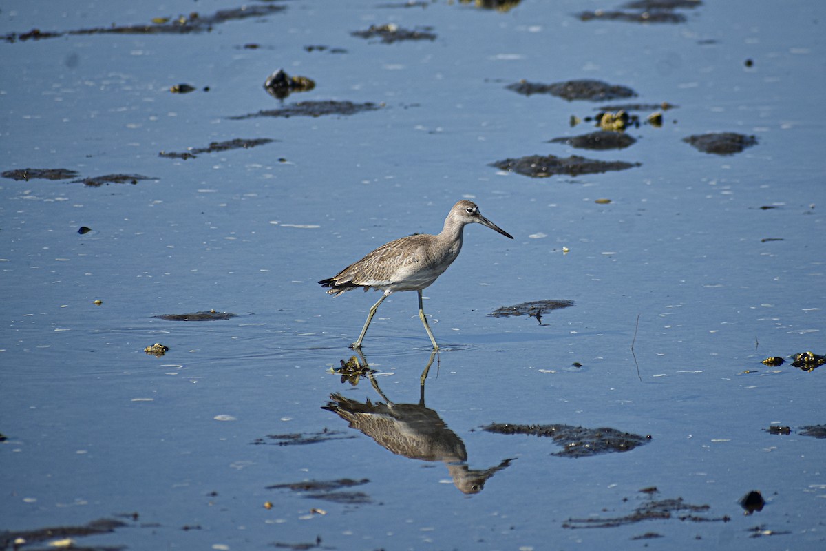 Willet - ML640504949