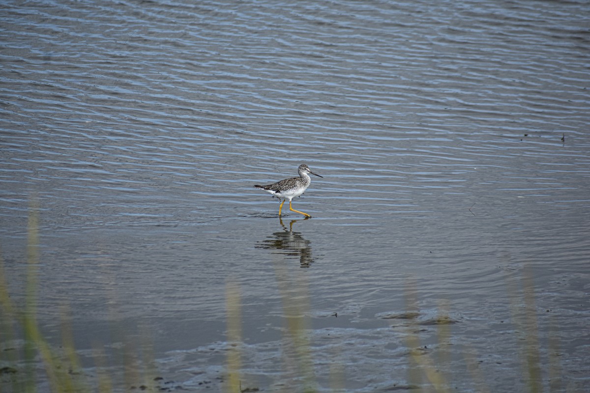 Greater Yellowlegs - ML640504975