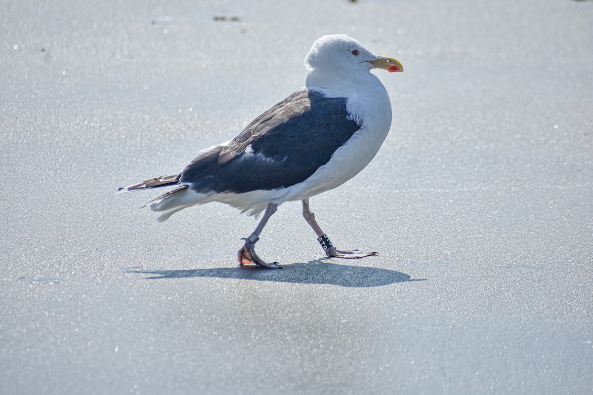 Great Black-backed Gull - ML640504995