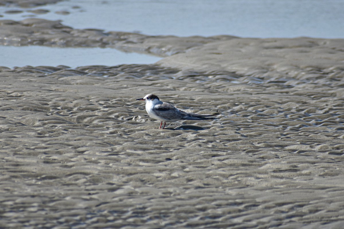 Common Tern - ML640504998