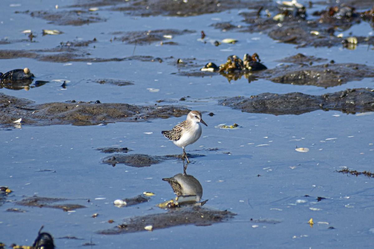 Least Sandpiper - ML640505008