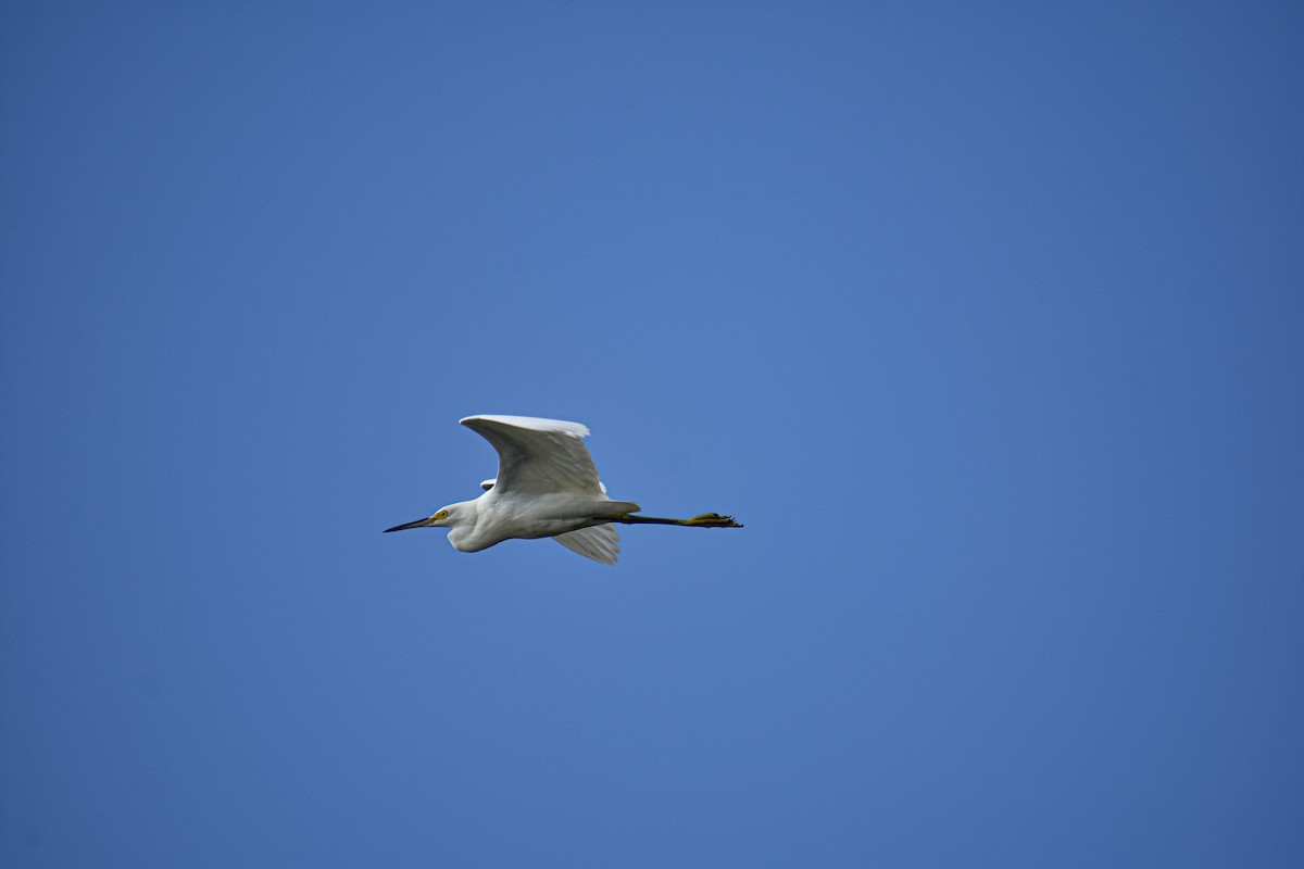 Snowy Egret - ML640505024