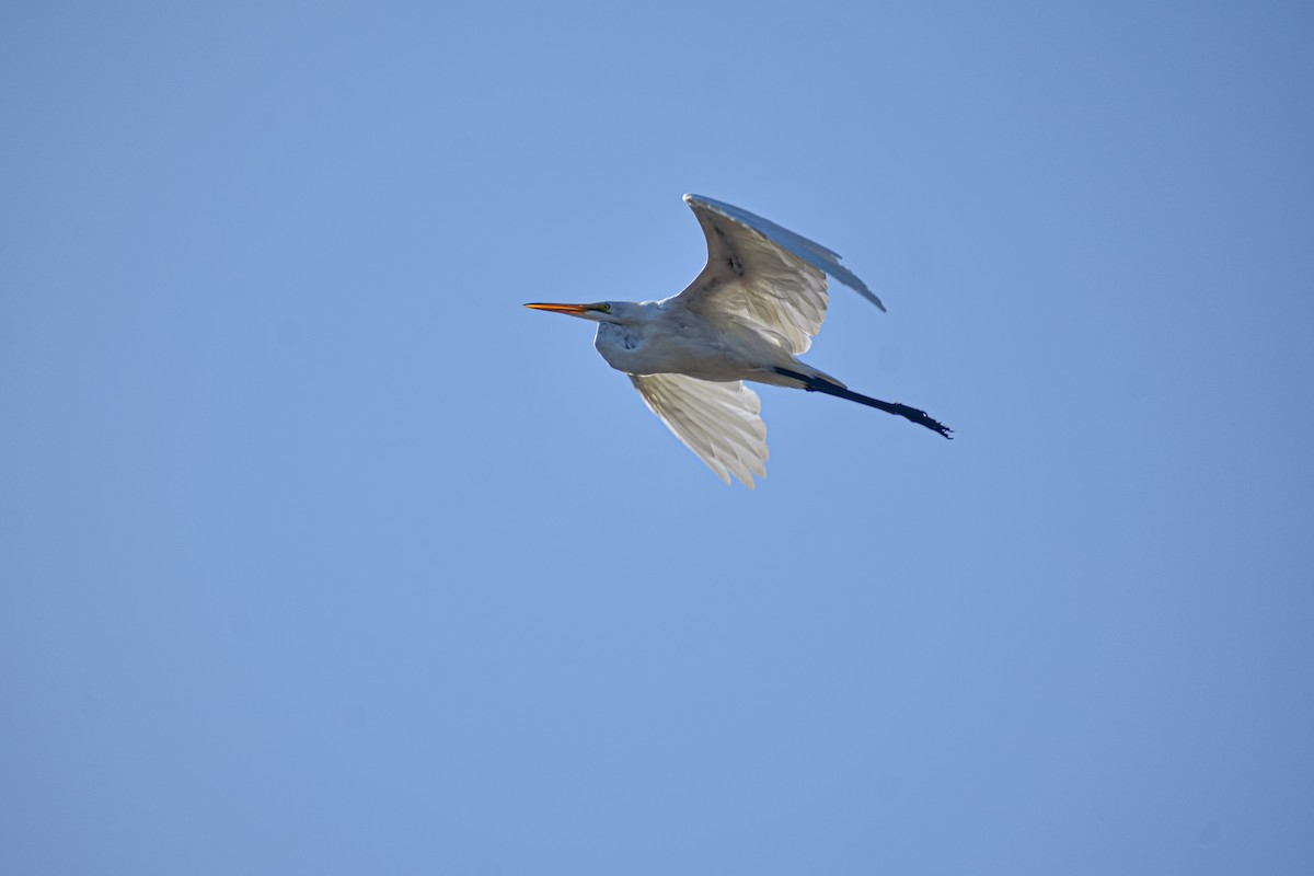Great Egret - ML640505031