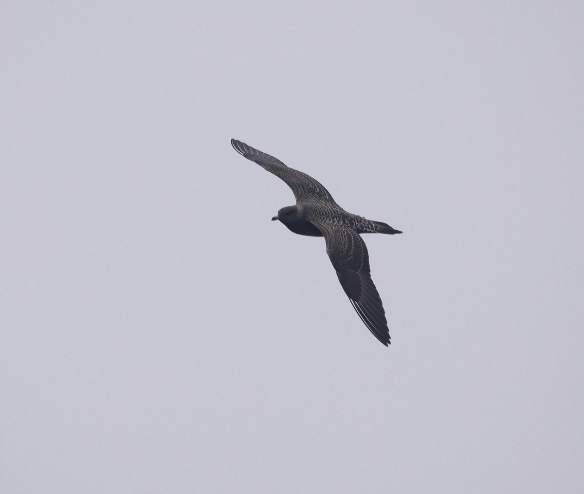 Long-tailed Jaeger - ML640505052