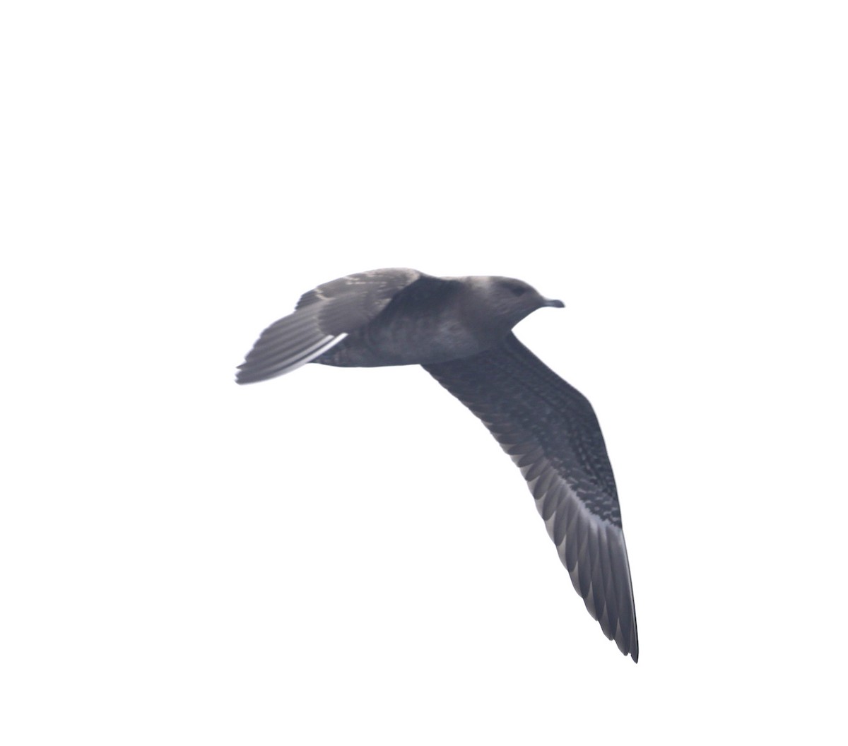 Long-tailed Jaeger - ML640505053