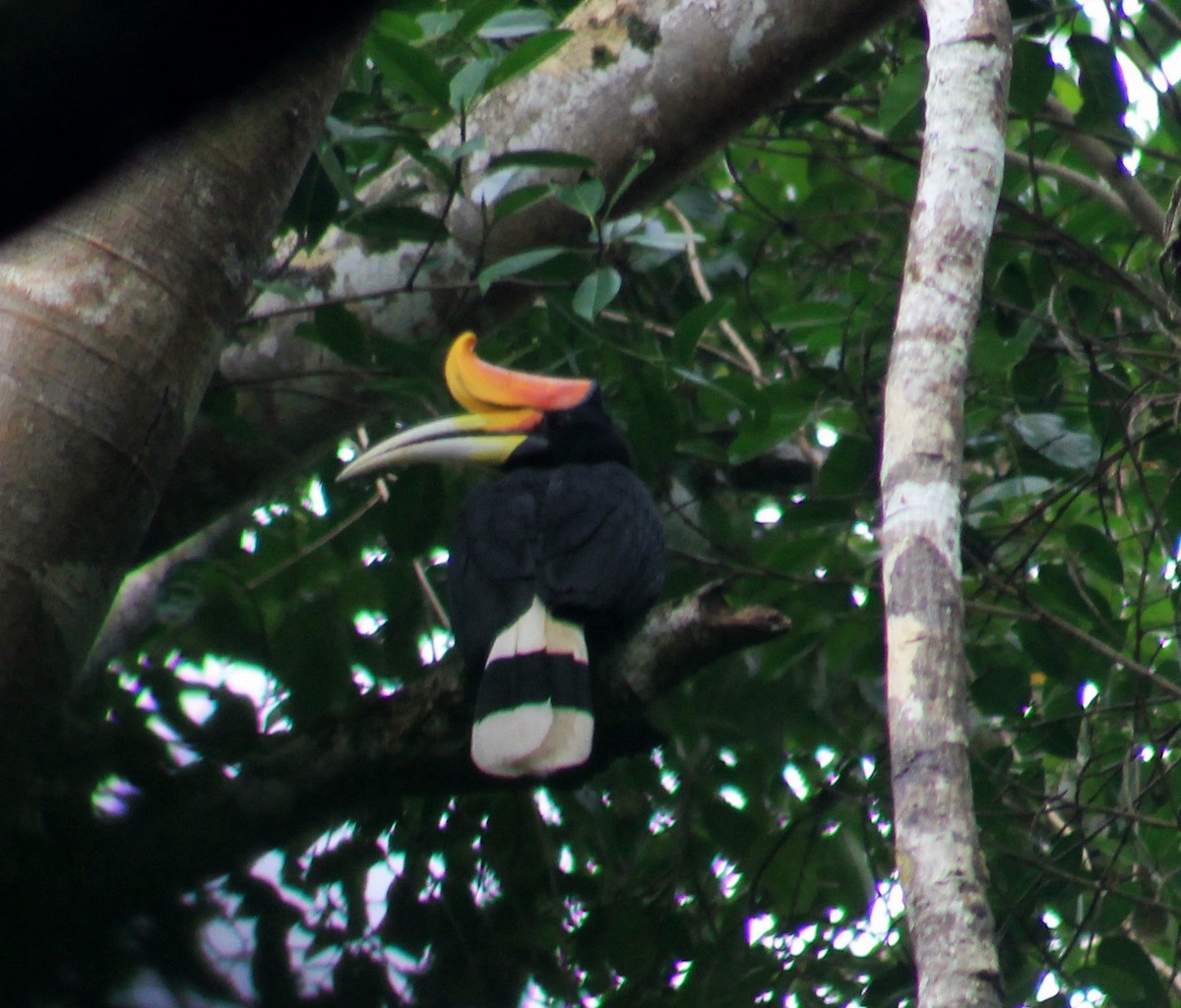 Rhinoceros Hornbill - ML640505059
