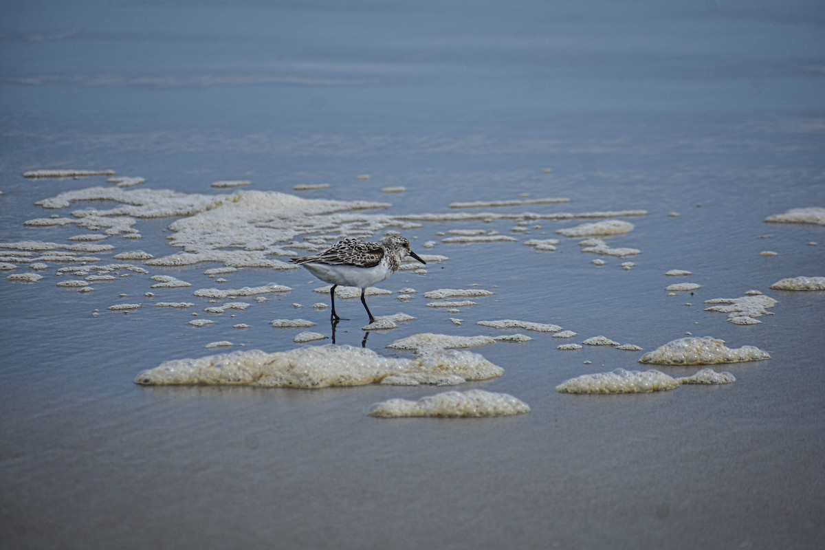 Sanderling - ML640505149