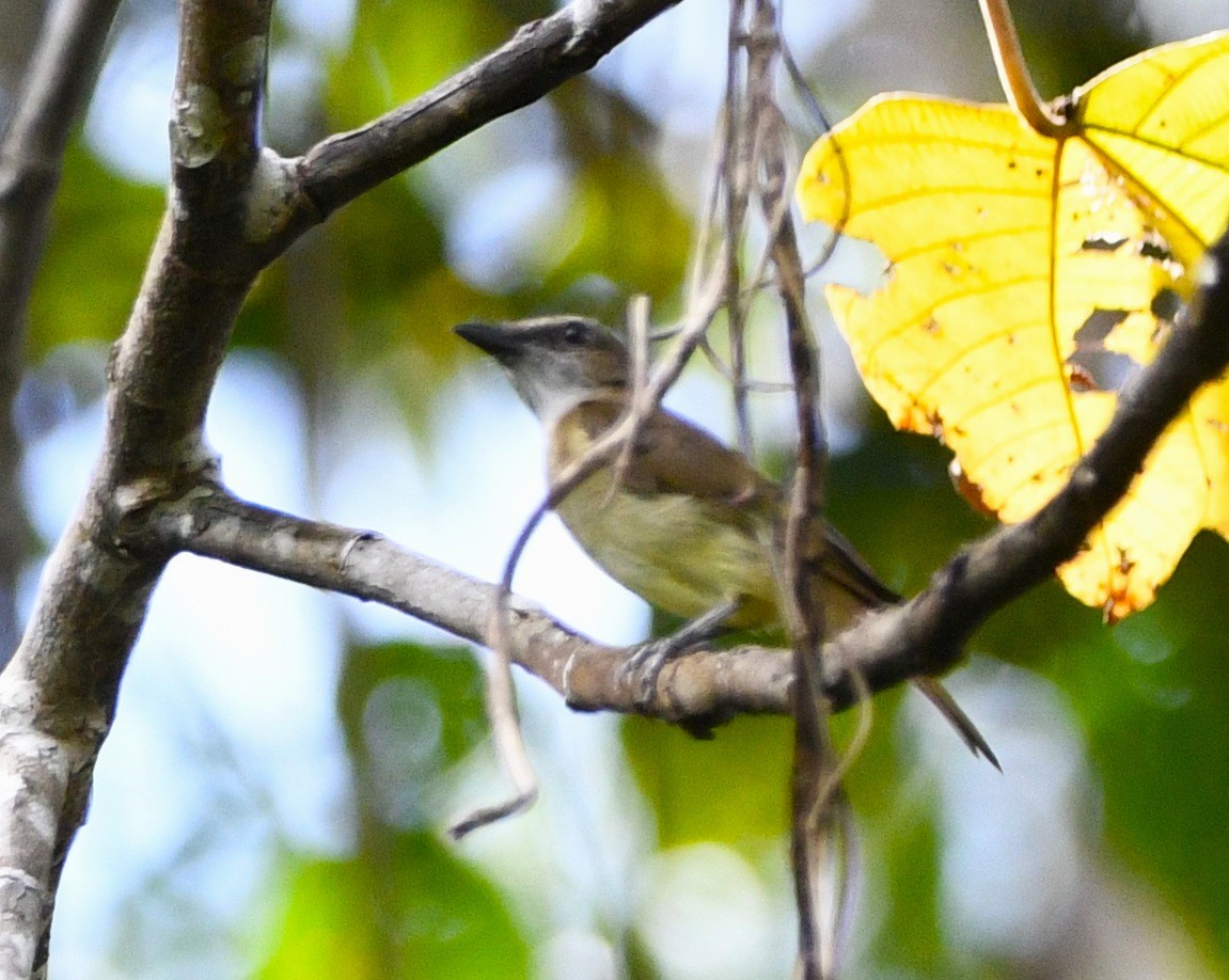 Gray Whistler - ML640505233