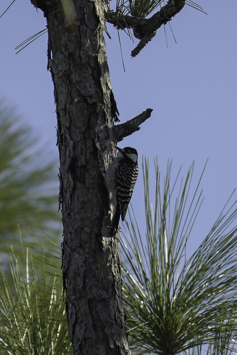 Red-cockaded Woodpecker - ML640505239