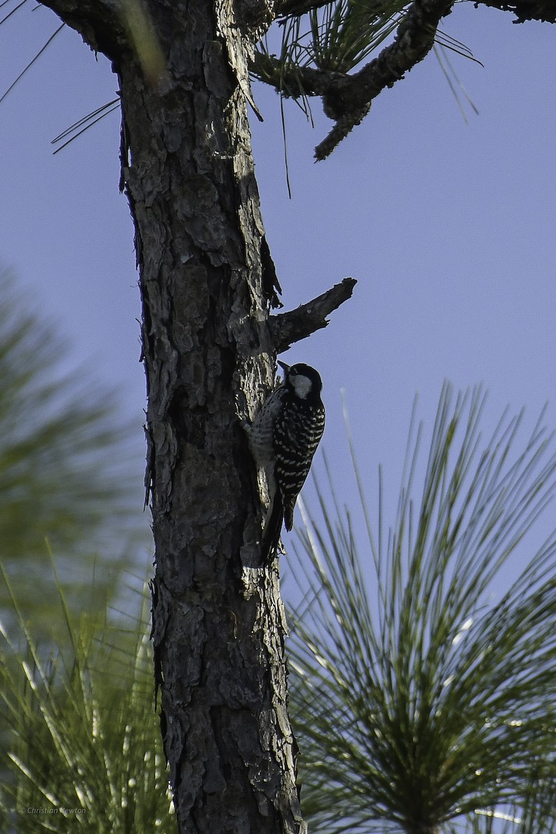 Red-cockaded Woodpecker - ML640505240