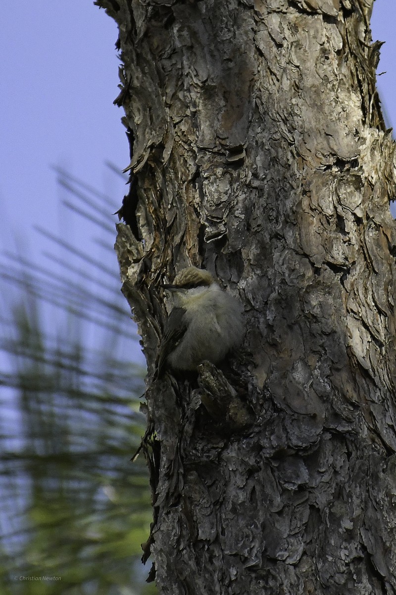 Brown-headed Nuthatch - ML640505244