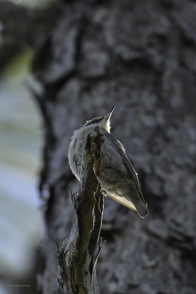 Brown-headed Nuthatch - ML640505245