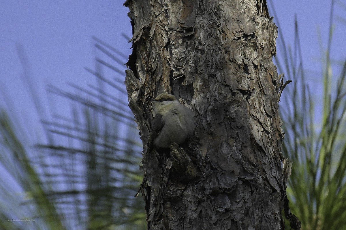 Brown-headed Nuthatch - ML640505246