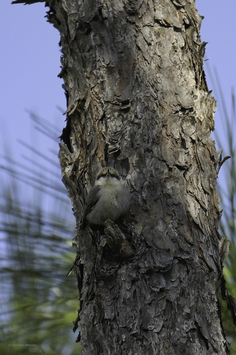 Brown-headed Nuthatch - ML640505247