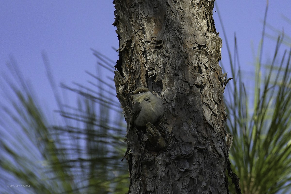 Brown-headed Nuthatch - ML640505248