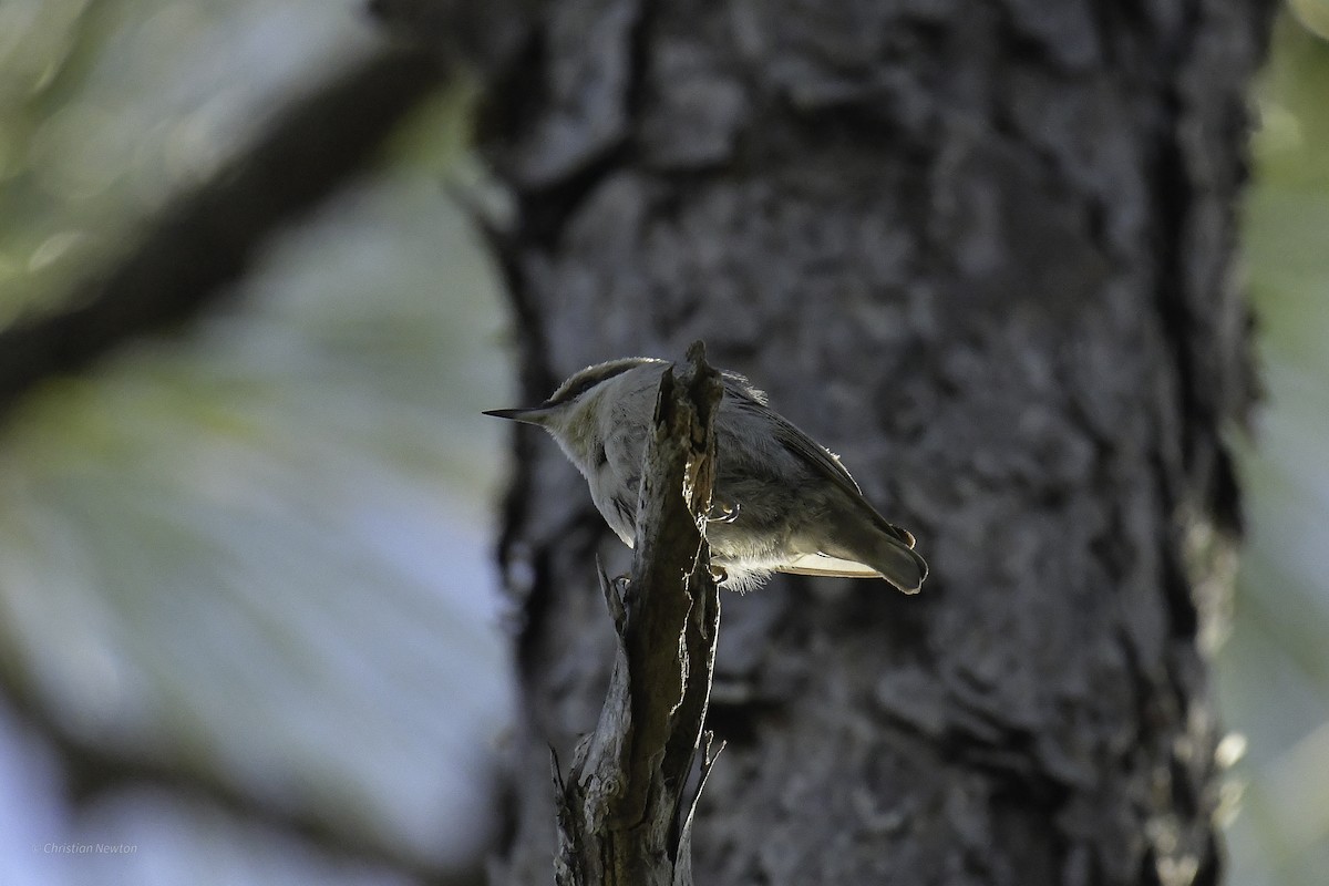 Brown-headed Nuthatch - ML640505249