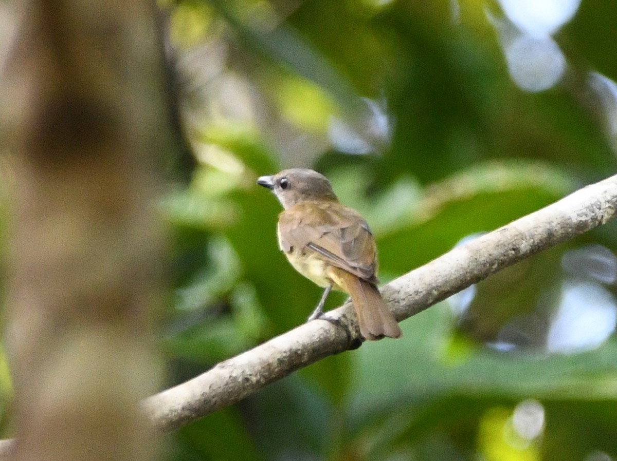 Gray Whistler - ML640505250