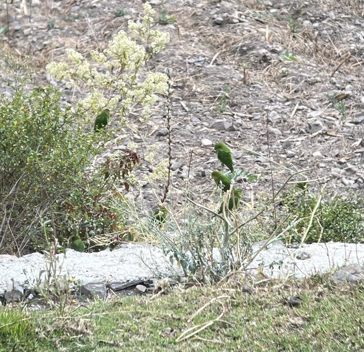 Andean Parakeet - ML640505272