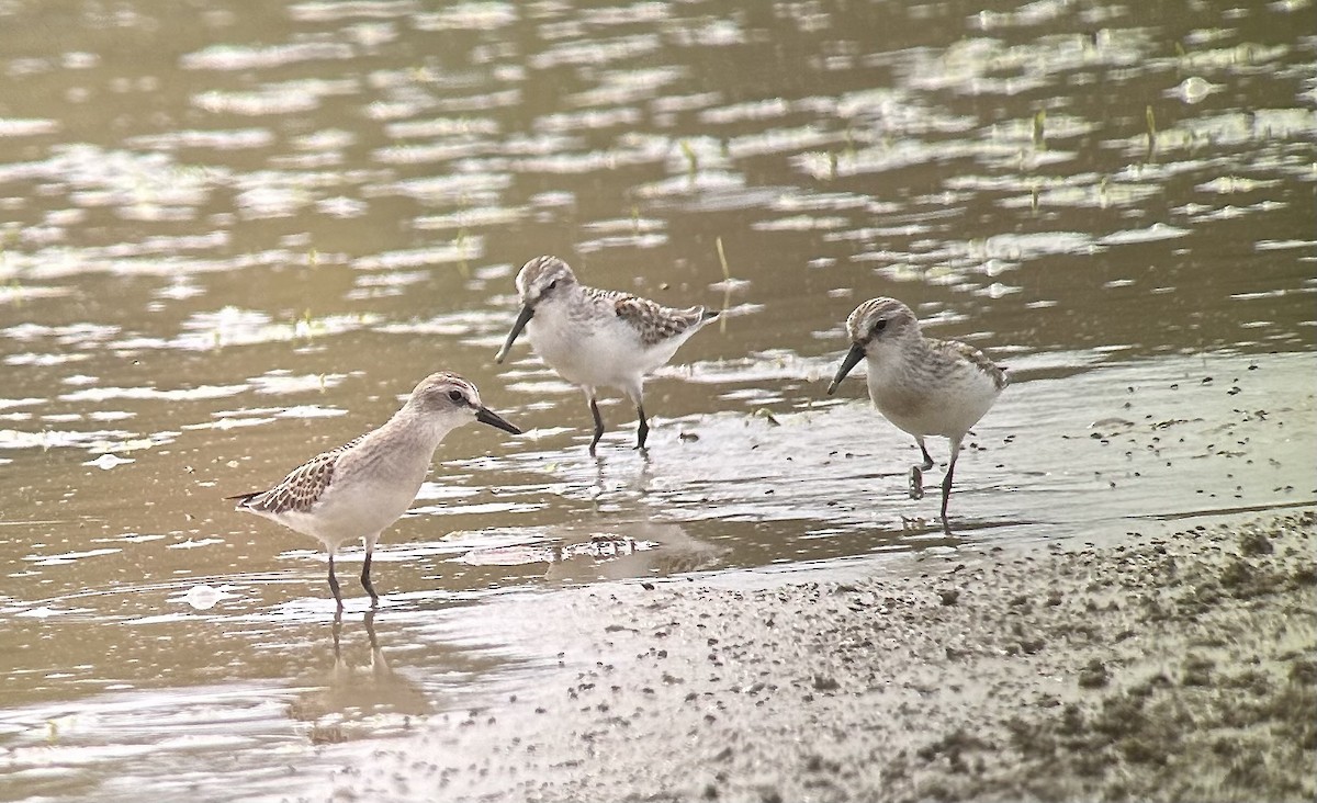 Semipalmated Sandpiper - ML640505327
