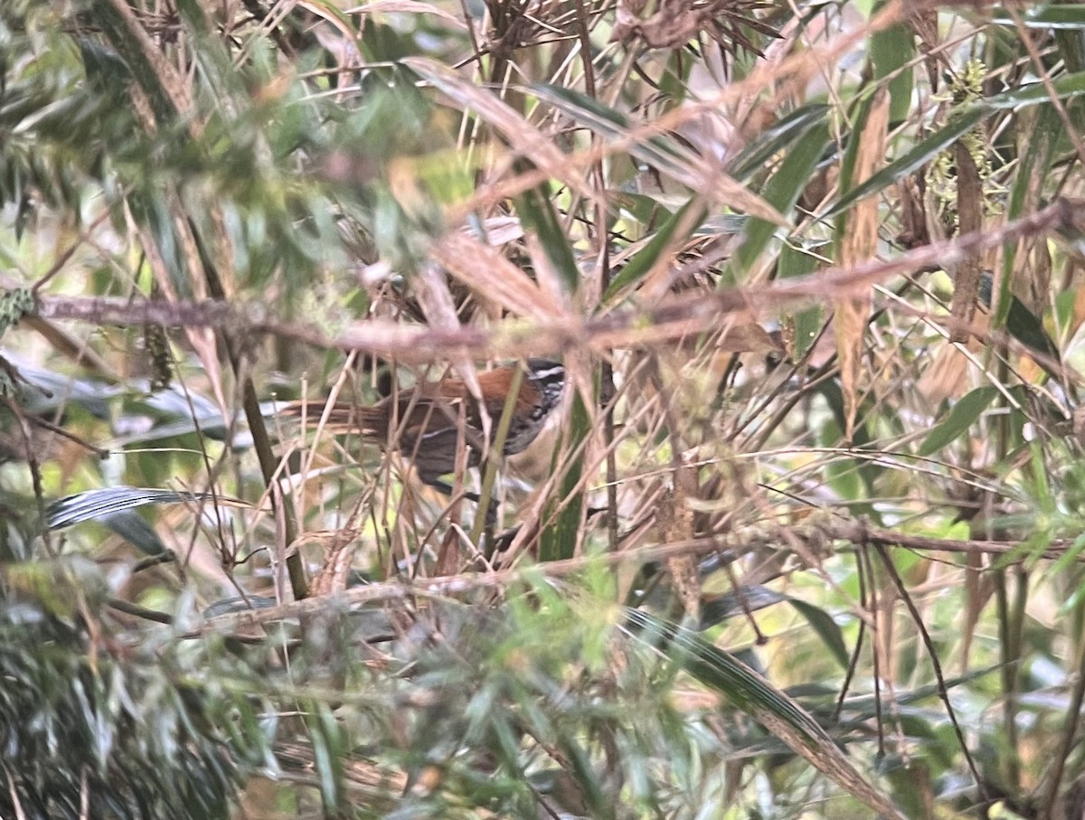 Inca Wren - ML640505368