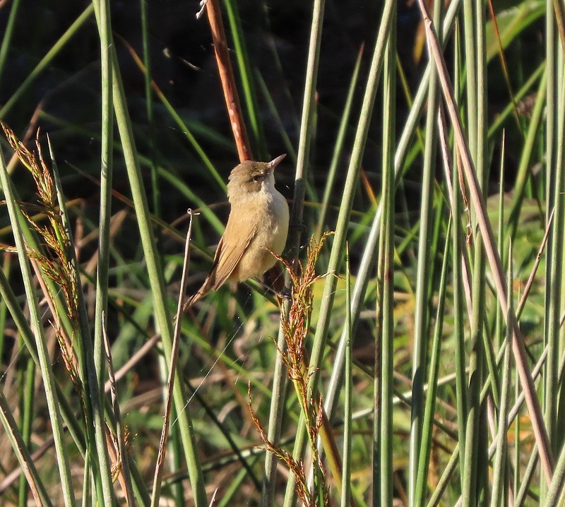 Australian Reed Warbler - ML640505482