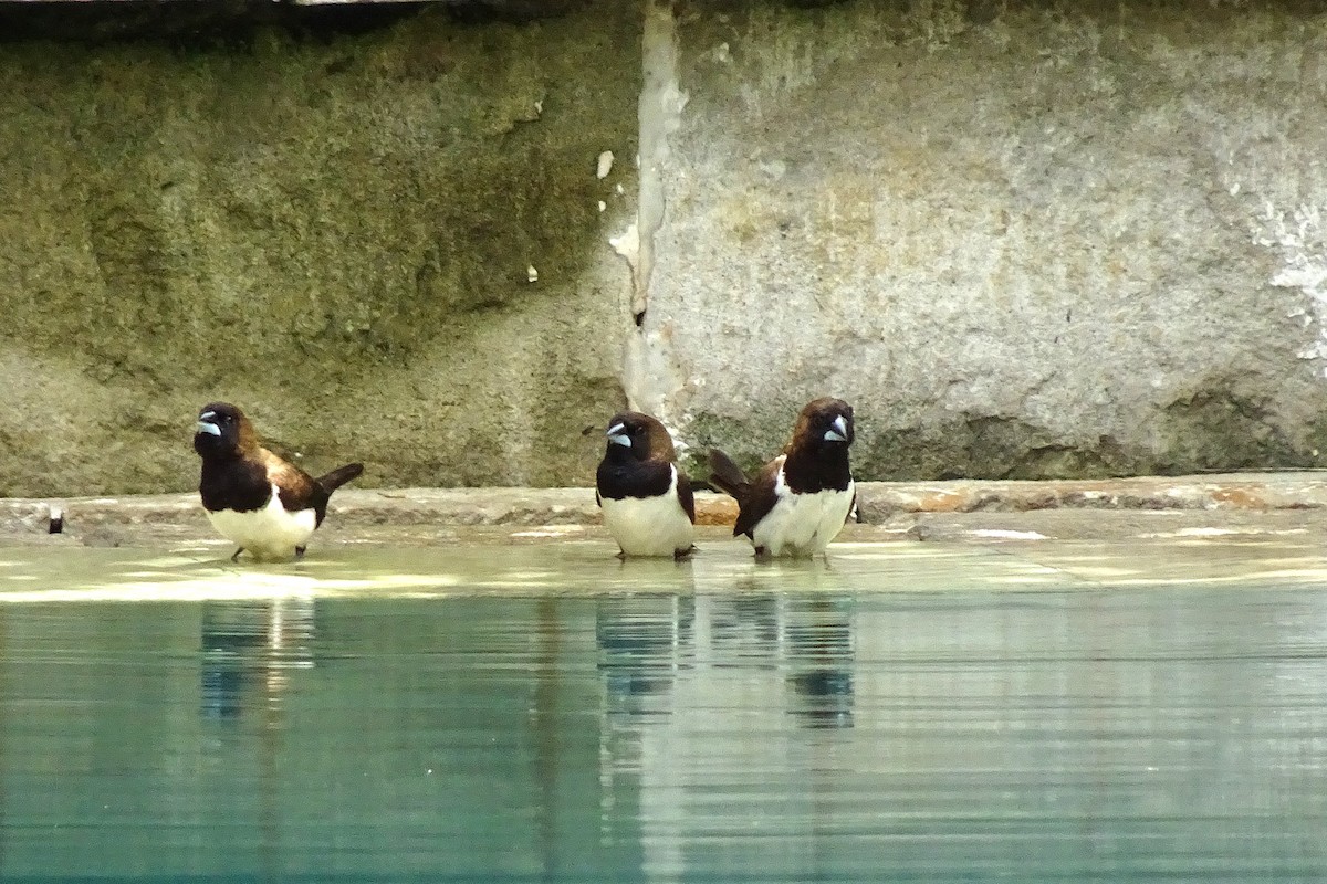 Javan Munia - ML640505495