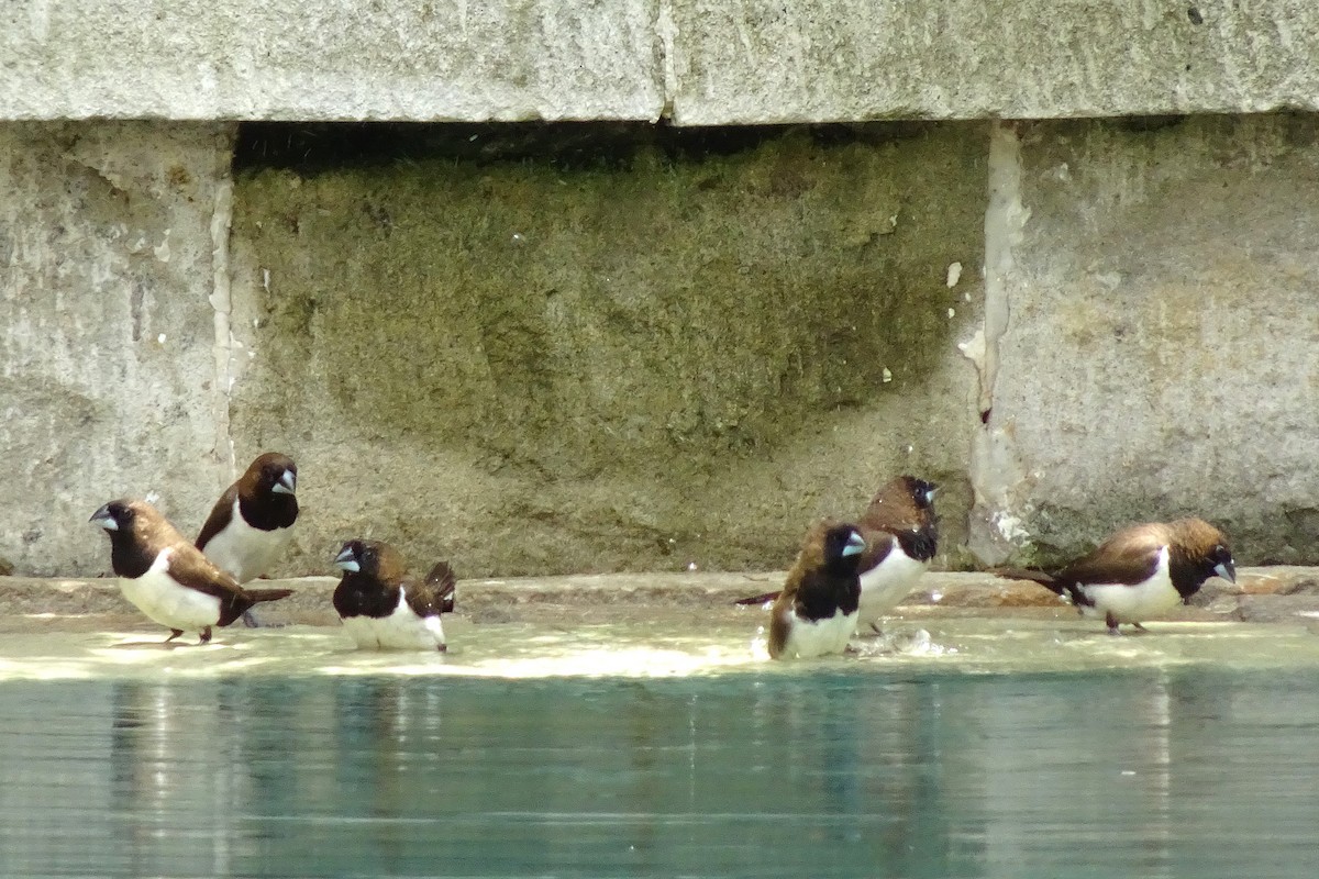 Javan Munia - ML640505496