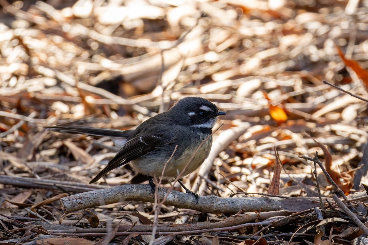 Gray Fantail - ML640505498