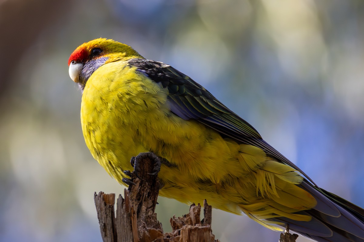 Green Rosella - ML640505503