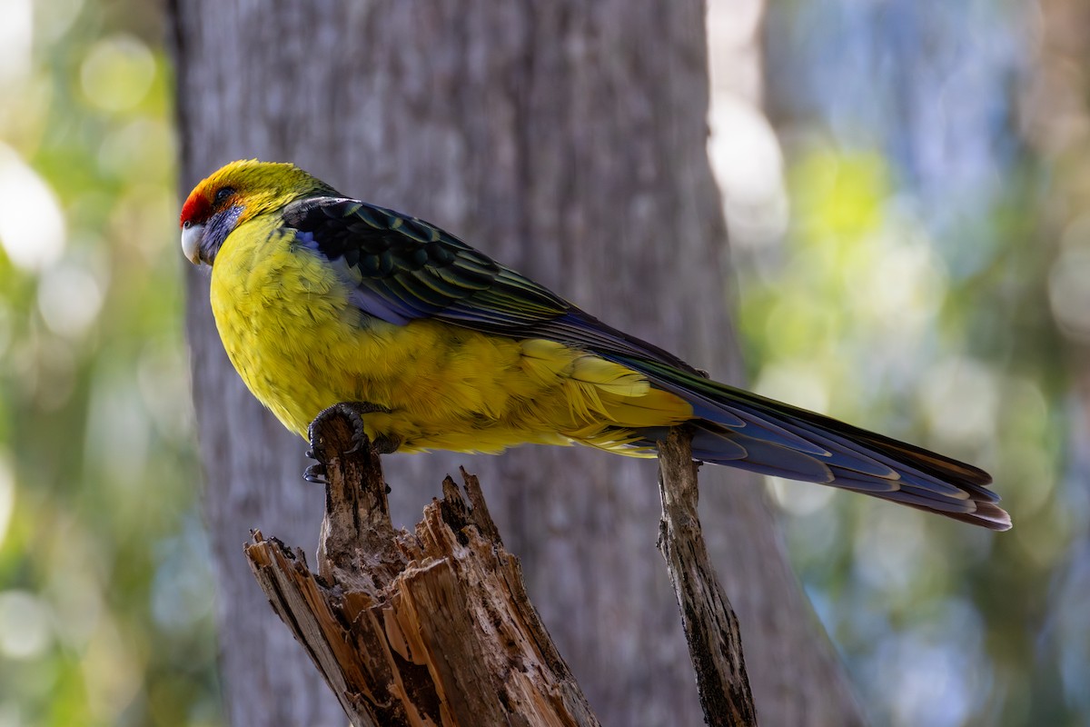 Green Rosella - ML640505505