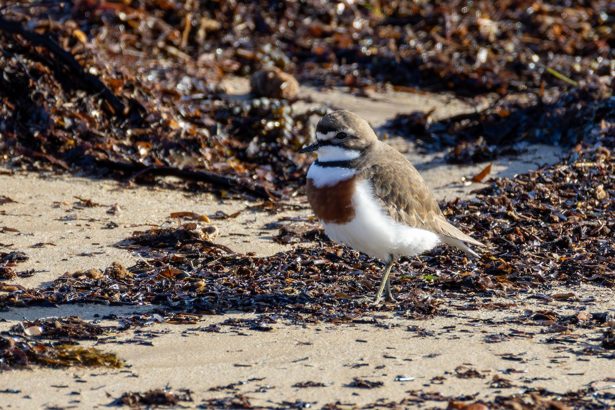 Double-banded Plover - ML640505534