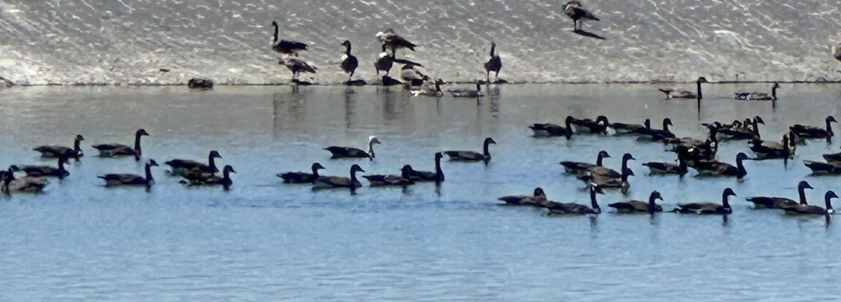 Canada Goose - ML640505599