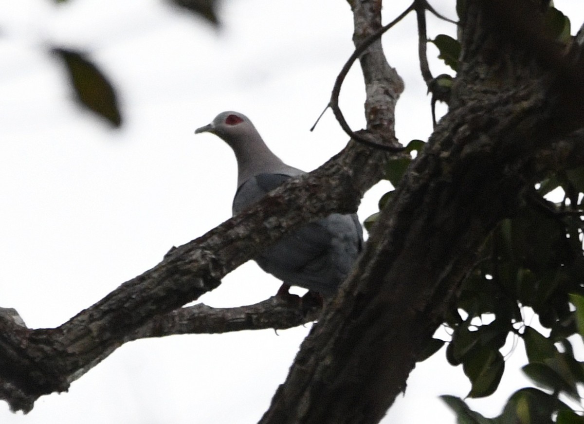 Pinon's Imperial-Pigeon - ML640505655