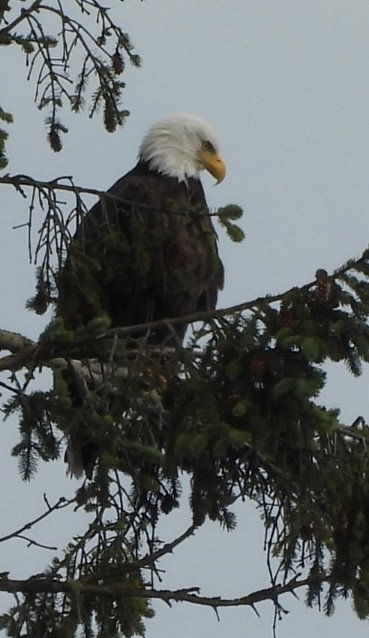 Bald Eagle - ML640505677