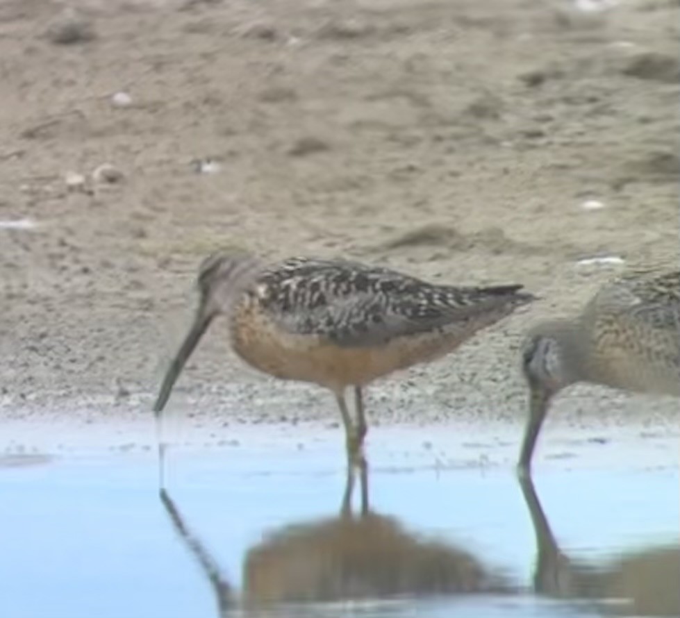 Long-billed Dowitcher - ML640505688