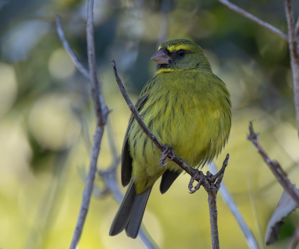 Forest Canary - ML640505693