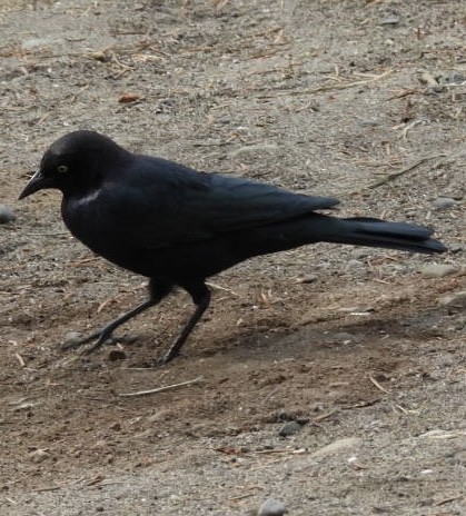 Brewer's Blackbird - ML640505695