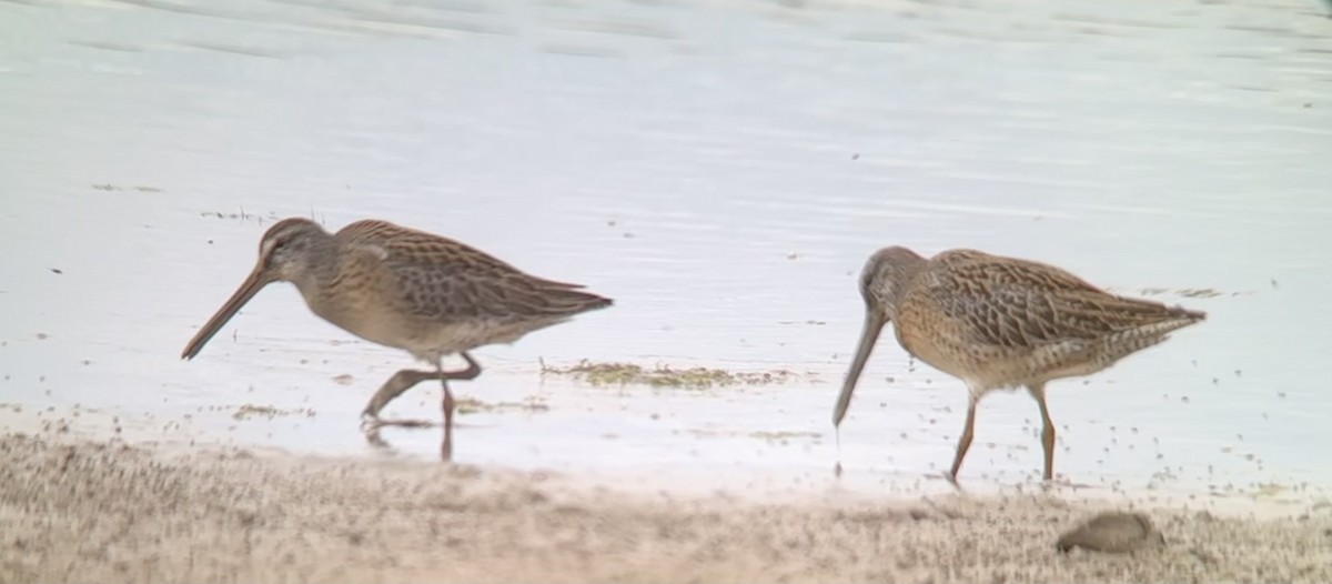 Short-billed Dowitcher - ML640505706