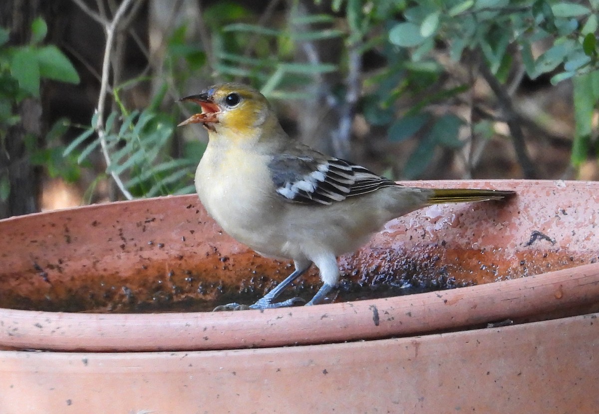 Bullock's Oriole - ML640505719