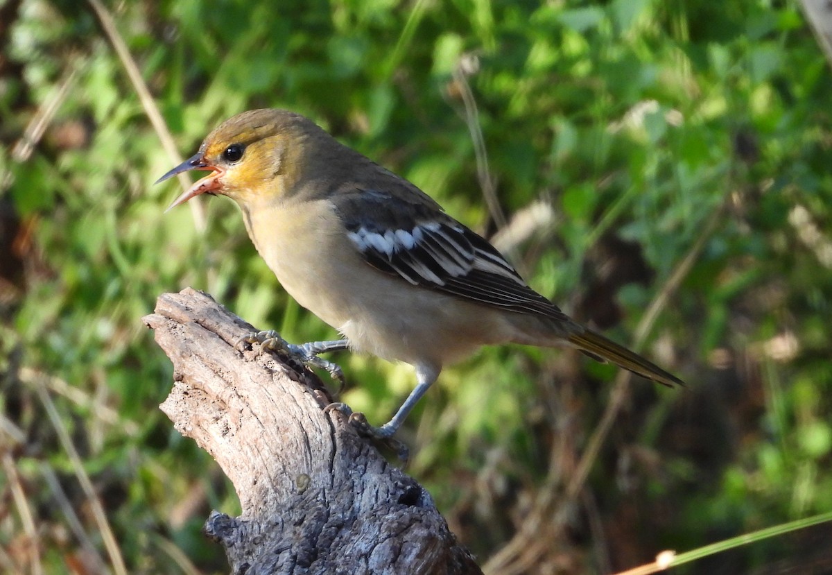 Bullock's Oriole - ML640505720